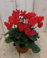 3 stuks! (Patio) Cyclaam rood Warentuin Natuurlijk - Warentuin natuurlijk - thumbnail