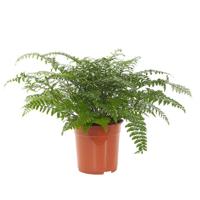 Moedervaren (Asplenium Parvati) P 24 cm - thumbnail