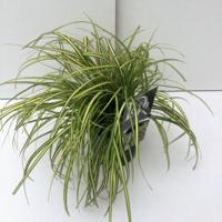 Zegge (Carex oshimensis "Eversheen") siergras - thumbnail
