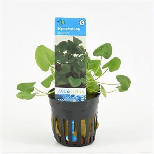Nymphoides taiwan - 6 stuks - aquarium plant Nymphoides taiwan - 6 stuks - aquarium plant