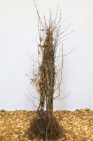 Haagbeuk - thumbnail