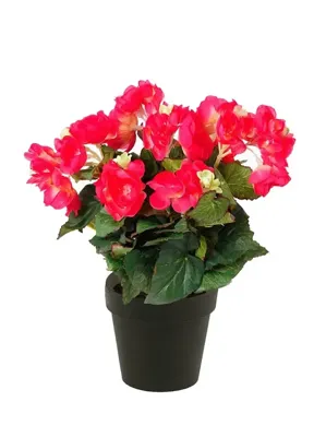 Kunstplant Begonia Roze in pot - 11cm