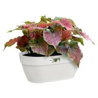 Elho Vibia Campana wall basket wandbak 35 cm zijdewit - thumbnail