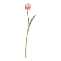 Tulpentak RT Kunstbloem 60cm Wit Rood - thumbnail