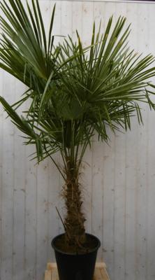 Winterharde Palmboom stamhoogte 50 cm en hoogte 180 cm Trachycarpus Warentuin Natuurlijk - Warentuin natuurlijk
