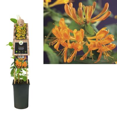 Oranjegele kamperfoelie (Lonicera Tellmanniana) klimplant