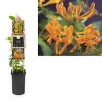 Oranjegele kamperfoelie (Lonicera Tellmanniana) klimplant - thumbnail