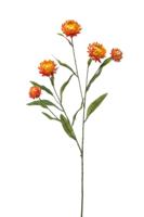 Xerochrysum spray orange 70 cm kunstplant Emerald - Emerald - thumbnail