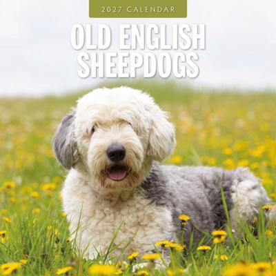 Bobtail / Old English Sheepdog Kalender 2027