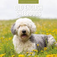 Bobtail / Old English Sheepdog Kalender 2027 - thumbnail