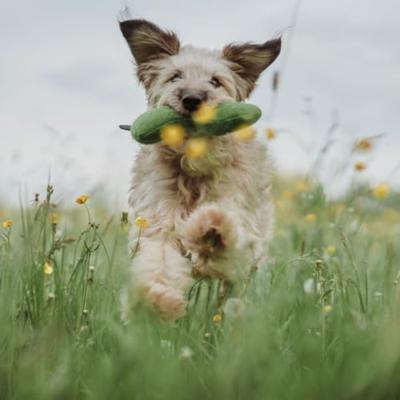 HUNTER Honden knuffel Florenz Rups, groen