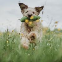 HUNTER Honden knuffel Florenz Rups, groen - thumbnail