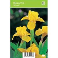 Zwaardlelie (iris pumila "Brassie") voorjaarsbloeier - 12 stuks - thumbnail