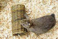 Nature First Happy pet wilgen tunnel - thumbnail