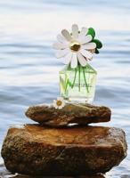 Marc Jacobs Daisy Wild Eau de Parfum 100ml - thumbnail
