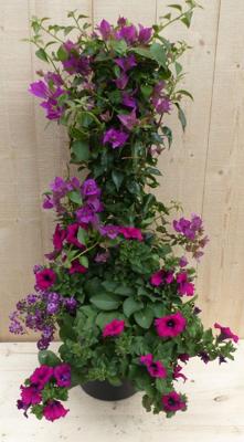 Plastic plantenbak antraciet Bougainvillea roze met zomerbloeiers roze h80 cm Warentuin Natuurlijk - Warentuin natuurlijk