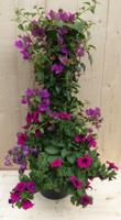 Plastic plantenbak antraciet Bougainvillea roze met zomerbloeiers roze h80 cm Warentuin Natuurlijk - Warentuin natuurlijk - thumbnail