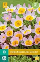 Tulp bakeri lilac wonder 10 bollen - thumbnail