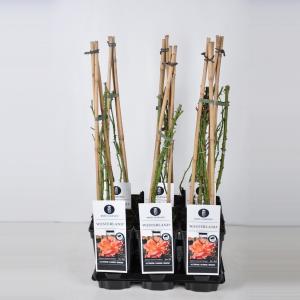Klimroos (rosa "Westerland"®) - C5 - 1 stuks