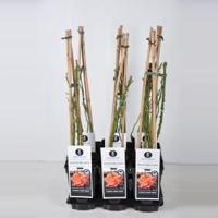 Klimroos (rosa "Westerland"®) - C5 - 1 stuks - thumbnail