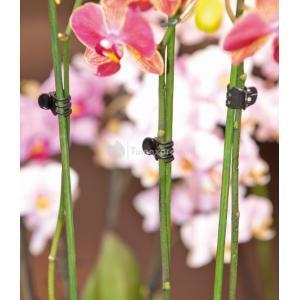 Orchidee clips 10 stuks Orchidee clips 10 stuks