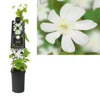 Witte bosrank (Clematis "Wada's Primrose") klimplant - thumbnail