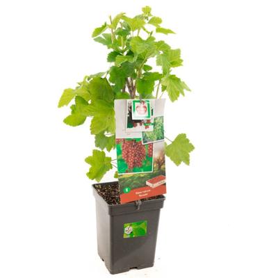 Rode bes (ribes rubrum "Rovada") fruitplanten - In 5 liter pot - 1 stuks