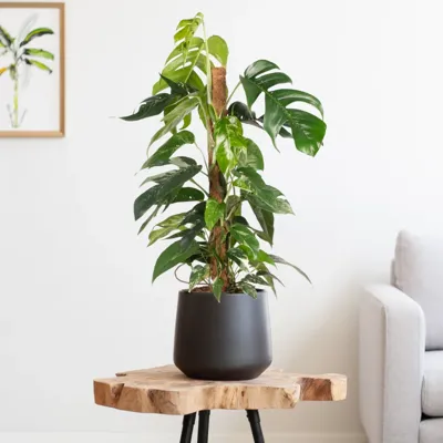 Epipremnum Pinnatum Variegata (op mosstok) - P19