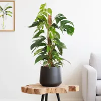 Epipremnum Pinnatum Variegata (op mosstok) - P19 - thumbnail