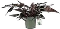 Philodendron Lisa Potmaat 27 H60-70 kamerplant Beautanic Lifestyle - Beautanic lifestyle - thumbnail