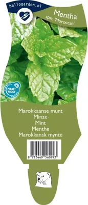 Marokkaanse munt kruid Mentha spicata Moroccan Griffioen - Griffioen