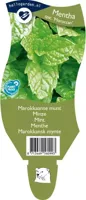 Marokkaanse munt kruid Mentha spicata Moroccan Griffioen - Griffioen - thumbnail