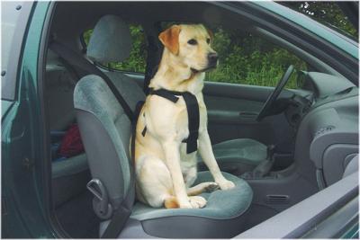 BZ WANDEL- EN AUTOGORDEL HOND L