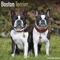 Boston Terrier Kalender 2021 - thumbnail