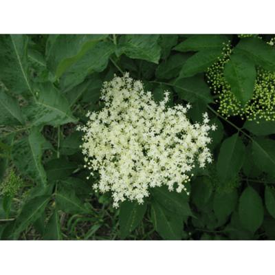 Vlierbloesem thee bio