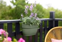 Elho Vibia Campana Medium Hangpot groen - thumbnail