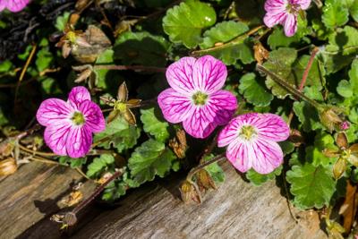 Reigersbek Reigersbek