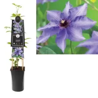 Blauwe bosrank (Clematis "Königskind" PBR) klimplant - thumbnail
