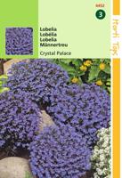 Zaden Lobelia Crystal Palace Hortitops - Hortitops - thumbnail