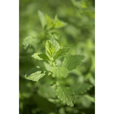 Sonnentor Losse Citroenmelisse Thee