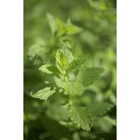 Sonnentor Losse Citroenmelisse Thee - thumbnail