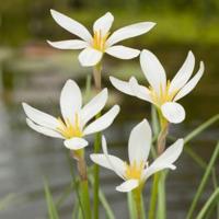 Witte westenwindbloem (Zephyranthes candida) moerasplant (6-stuks) - thumbnail