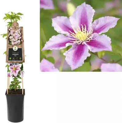 Roze bosrank (Clematis "Piilu") klimplant