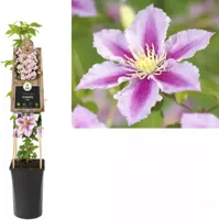 Roze bosrank (Clematis "Piilu") klimplant - thumbnail