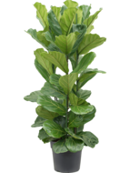 Ficus lyrata L2 kamerplant Ficus lyrata L2 kamerplant