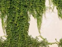Livingwalls The Wall II - Groen - Planten Behang - 392271 - thumbnail