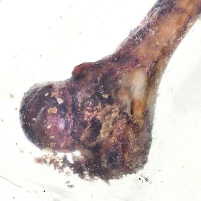 PETMEX Ham bone - hondenkluif - 1 stuk(s)