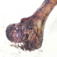 PETMEX Ham bone - hondenkluif - 1 stuk(s) - thumbnail