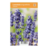 V.I.P.S. Lavandula angustifolia ''Hidcote'' - Lavendel (P9) - thumbnail