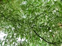 Vederesdoorn - thumbnail